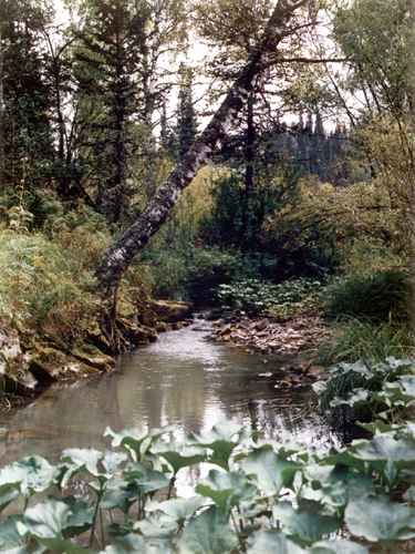 ���� �.����������