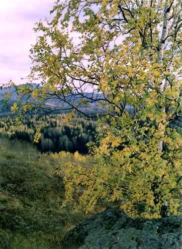 ���� �.����������