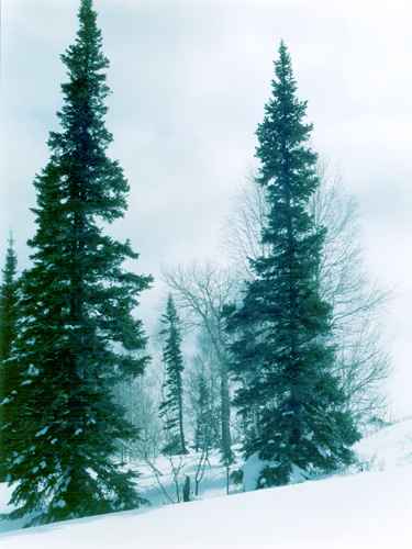 ���� �.����������